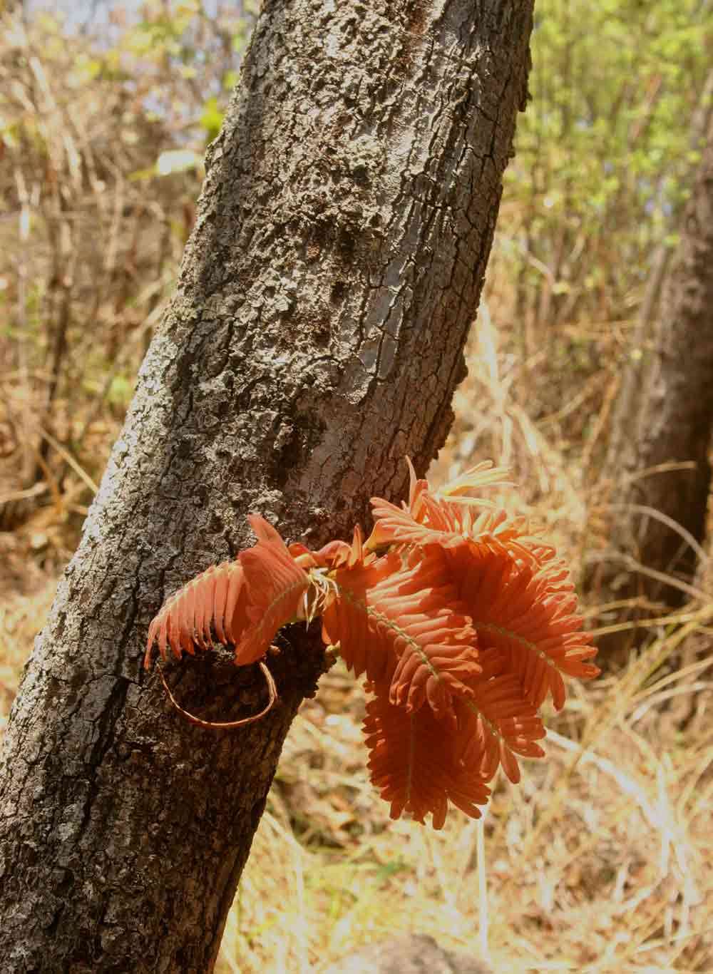 Imagem de Brachystegia boehmii Taub.