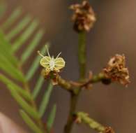 Imagem de Brachystegia boehmii Taub.