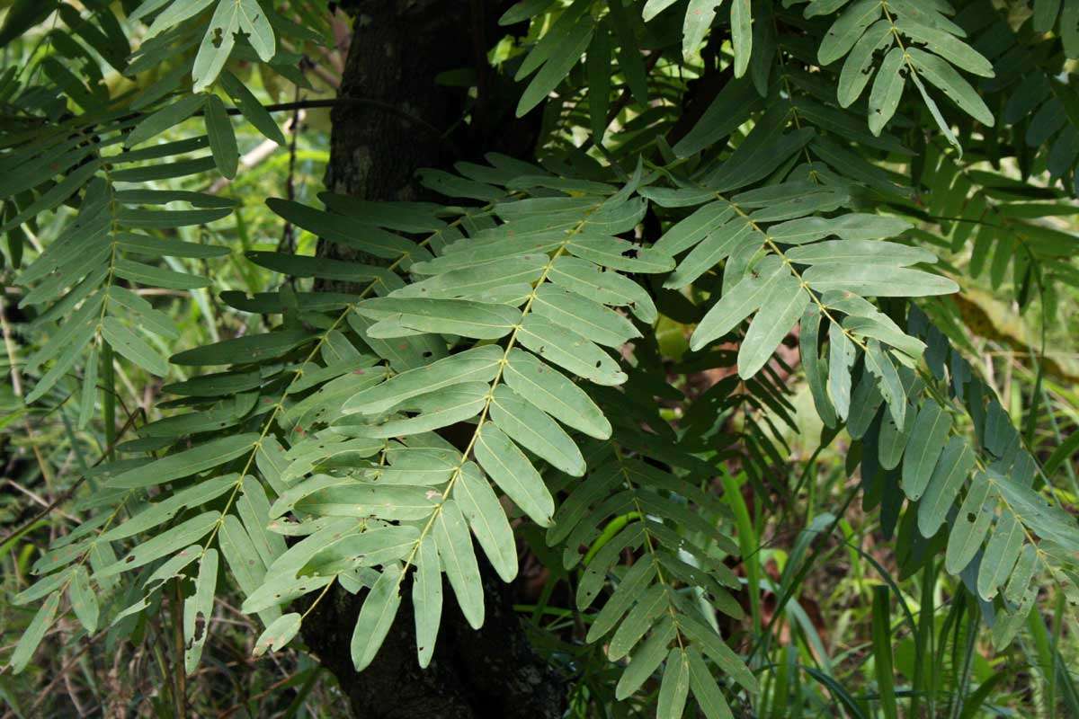 Imagem de Brachystegia boehmii Taub.