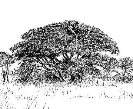 Image of Brachystegia boehmii Taub.