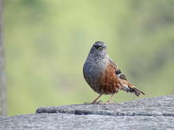 Image of Alpine Accentor