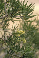 Слика од Ozoroa namaquensis (Sprague) I. von Teichman & A. E. van Wyk