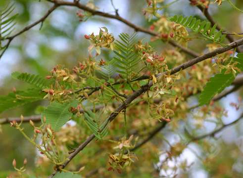 Plancia ëd Tamarindus