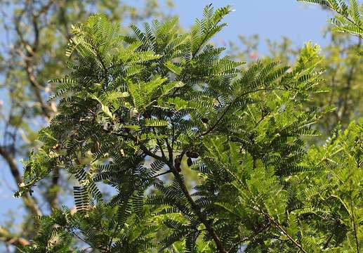 Image of tamarind