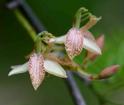 Plancia ëd Tamarindus