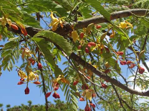 Plancia ëd Tamarindus