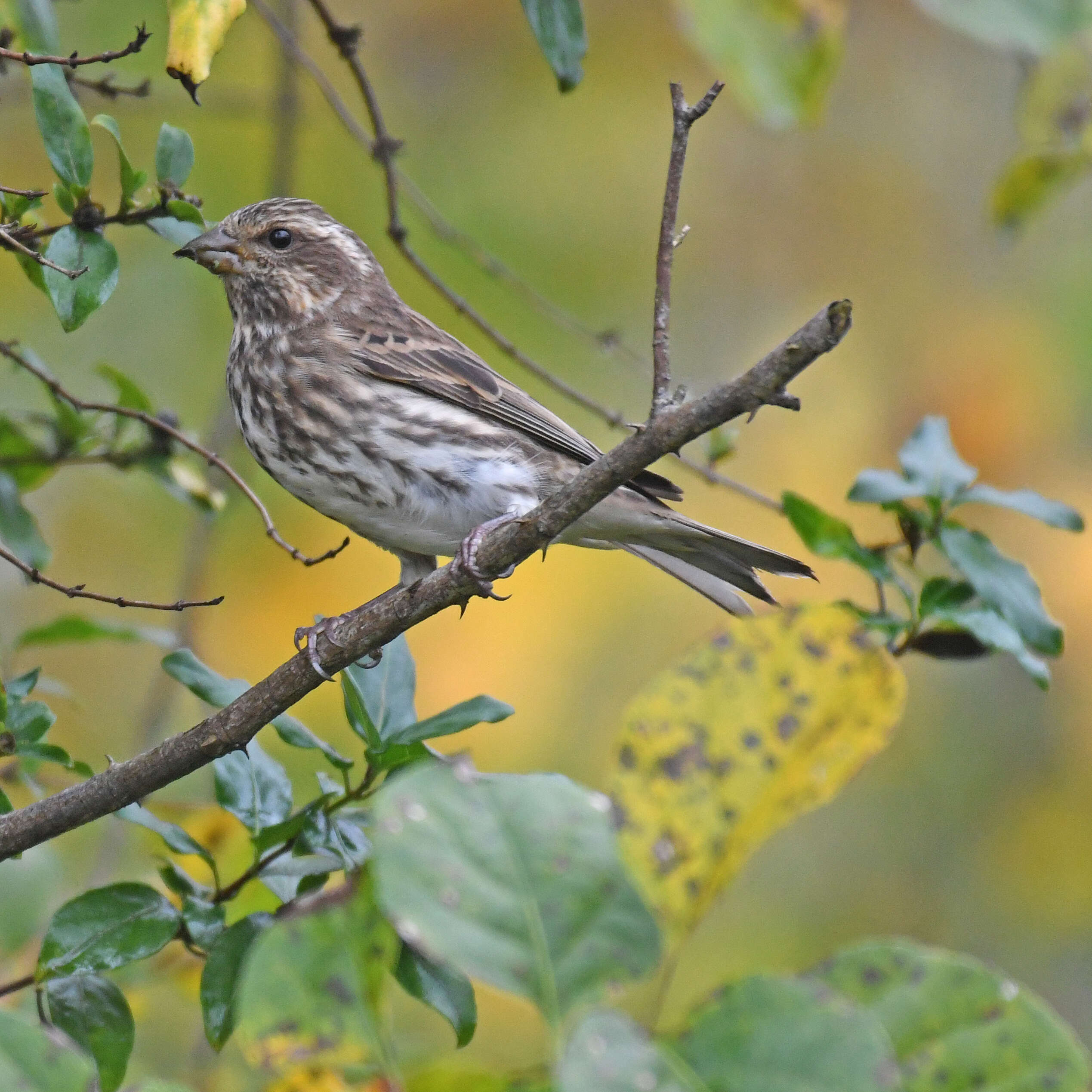 Image of Purple Finch