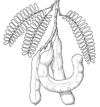 Plancia ëd Tamarindus