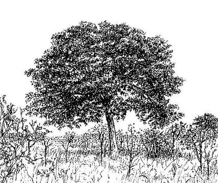 Image of mahogany