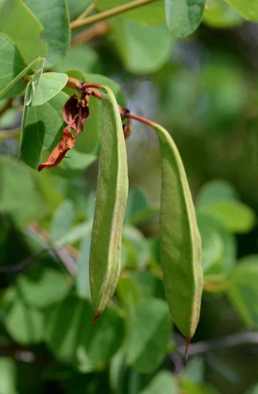 Image of bauhinia