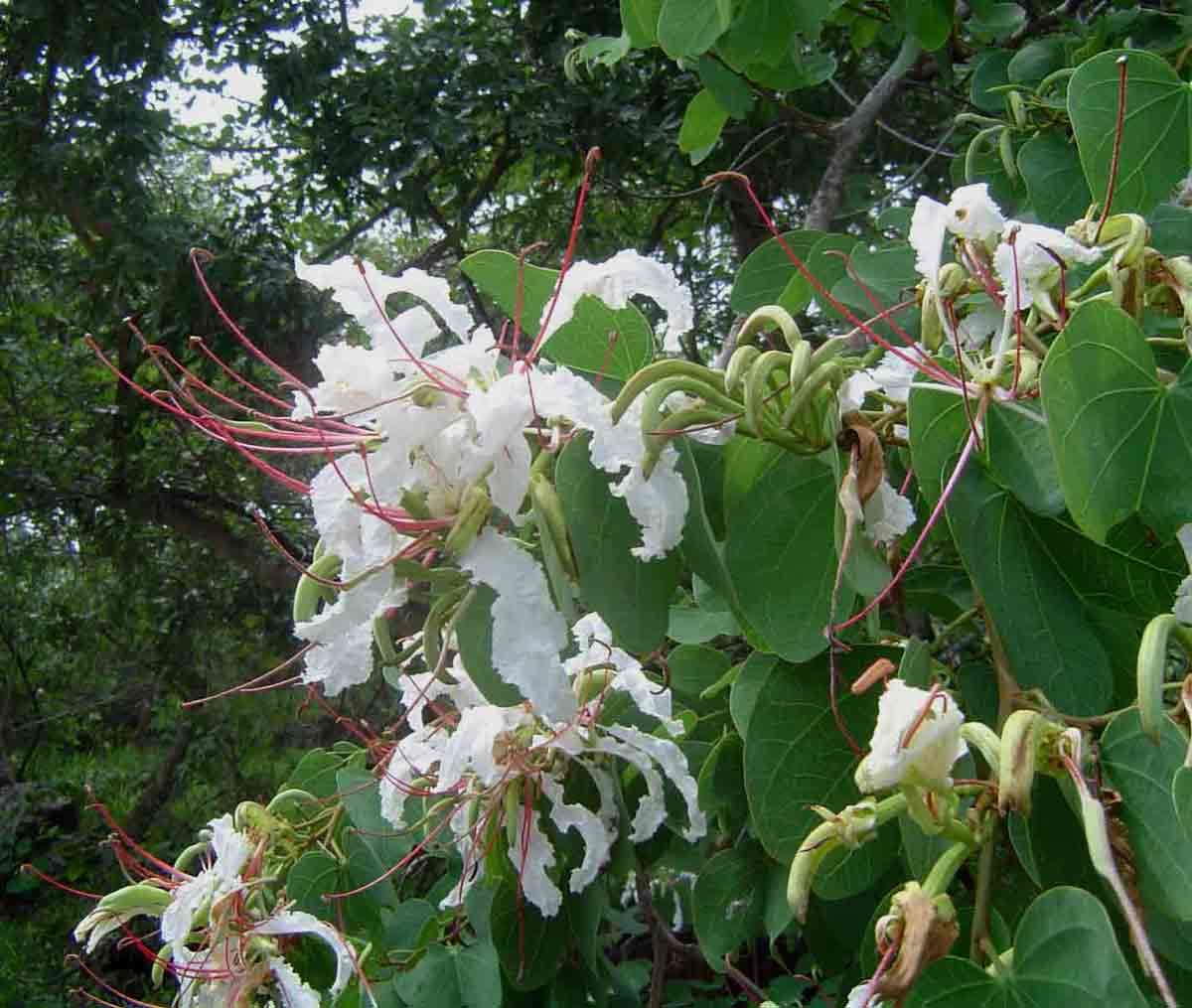 Image of bauhinia