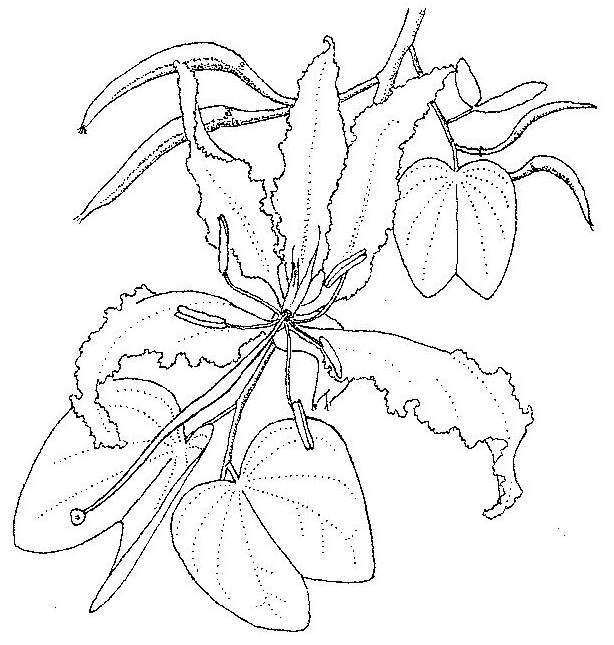 Image of bauhinia