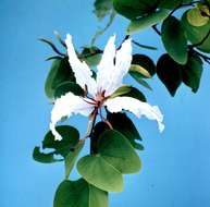 Image of bauhinia