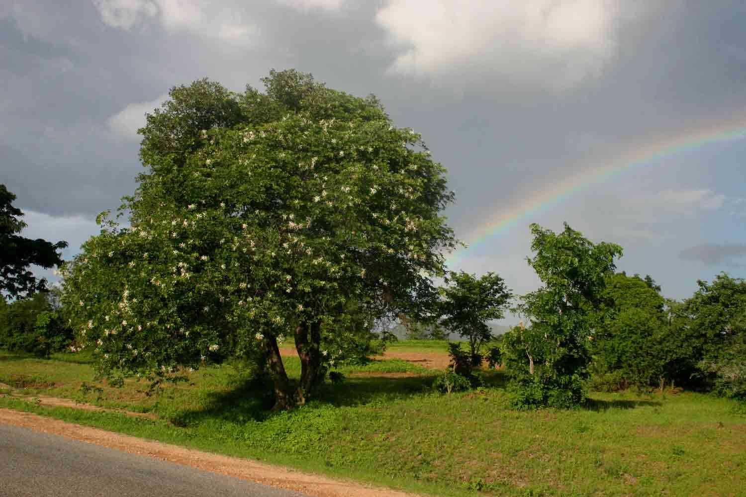 Image of bauhinia