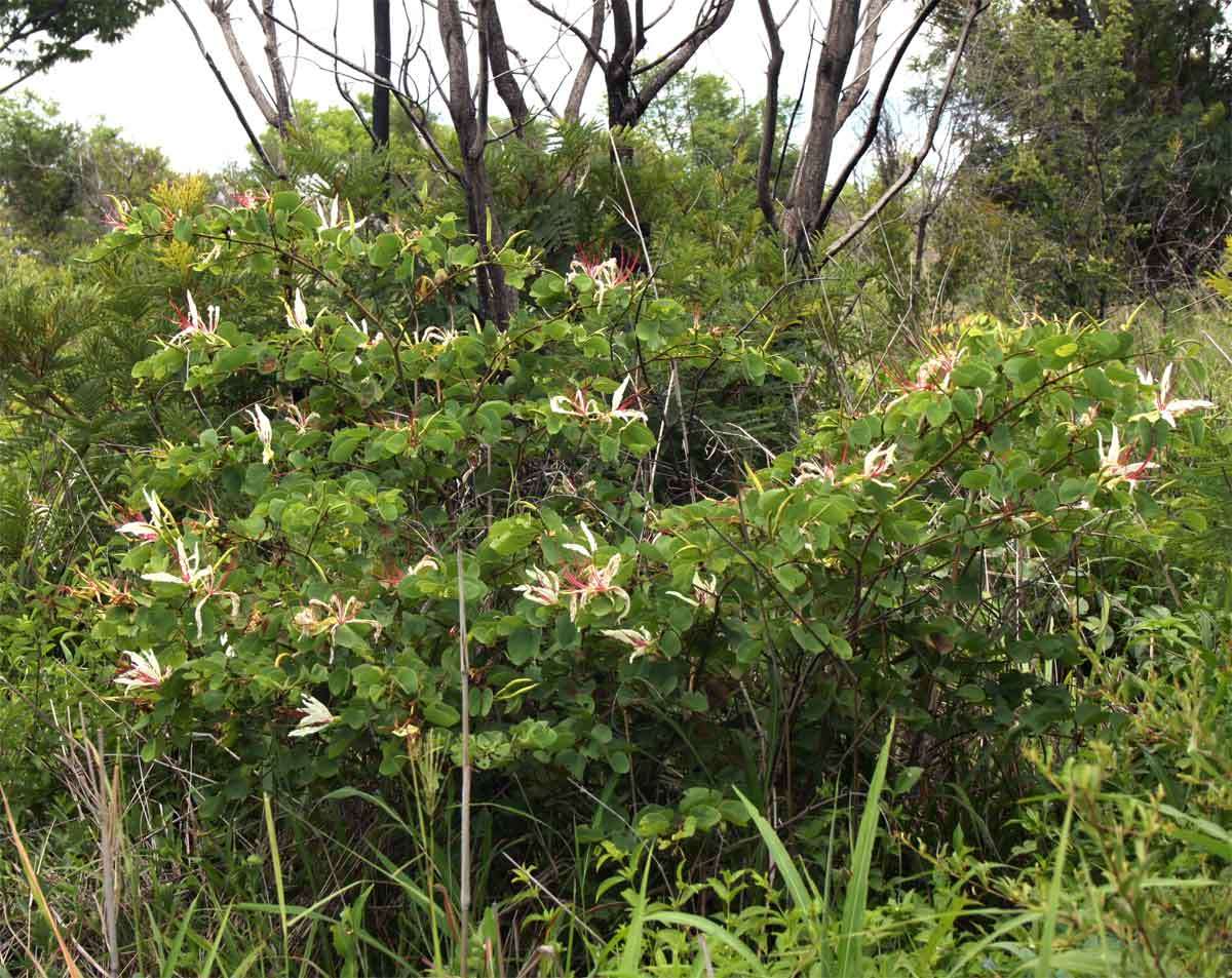 Image of bauhinia