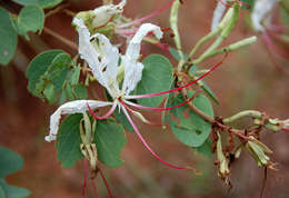 Image of bauhinia