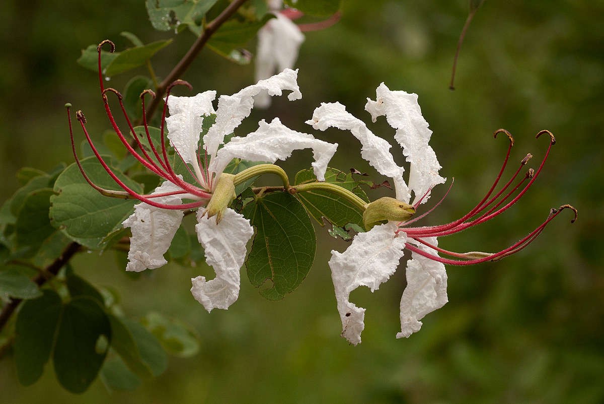 Image of bauhinia