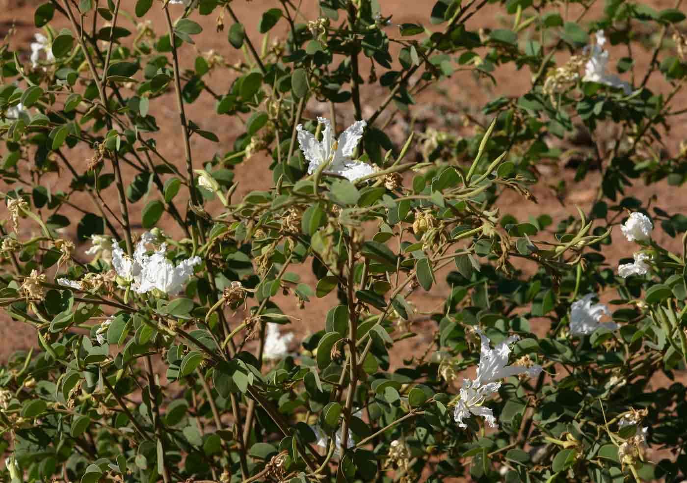 Image of Kalahari bauhinia