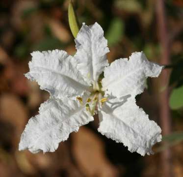 Image of Kalahari bauhinia