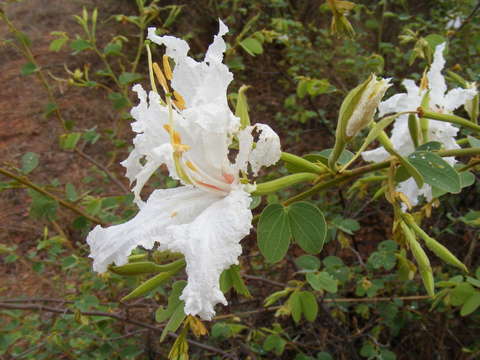 Image of Kalahari bauhinia