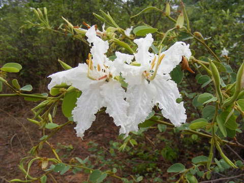 Image of Kalahari bauhinia