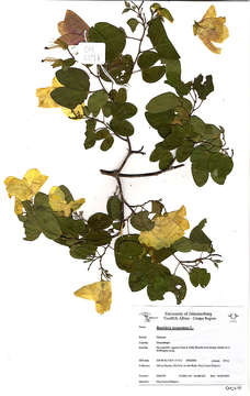 Image of bauhinia