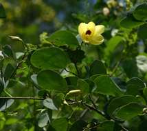 Image of bauhinia