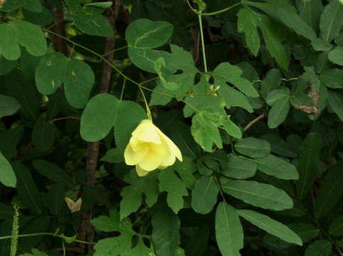 Image of bauhinia