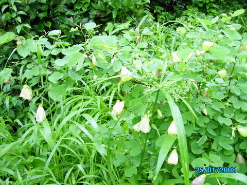 Image of bauhinia