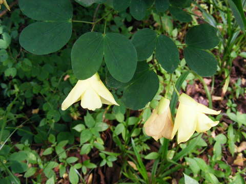 Image of bauhinia