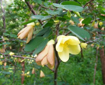 Image of bauhinia