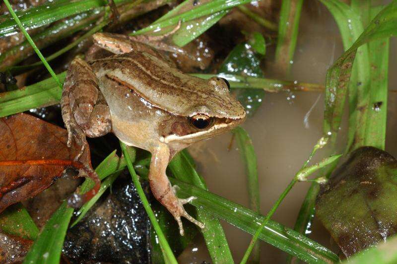 Image of Kampira Falls frog