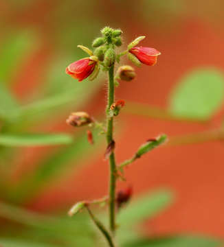 Image de Chamaecrista