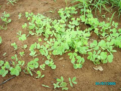 Image of sensitive pea