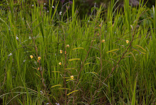 Image de Chamaecrista mimosoides (L.) Greene