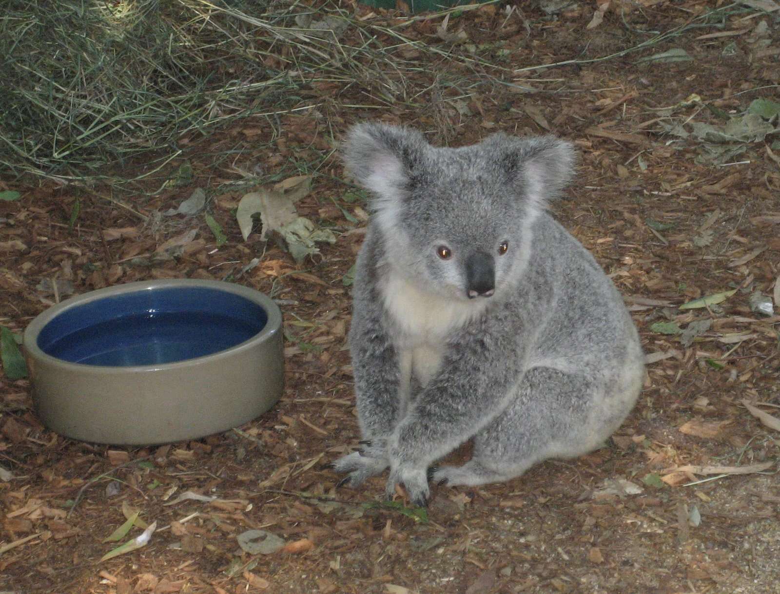 Image of koalas