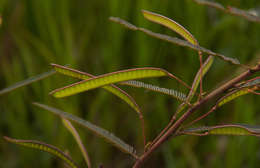 Image de Chamaecrista mimosoides (L.) Greene