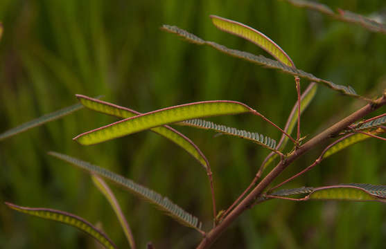 Image de Chamaecrista mimosoides (L.) Greene