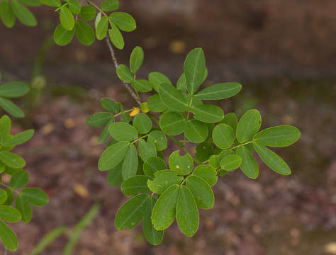 Imagem de Senna bicapsularis (L.) Roxb.