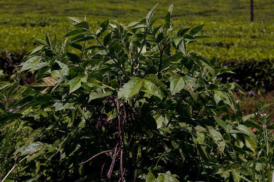 Image of Woolly Wild Sensitive-Plant