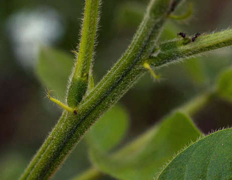 Image of Woolly Wild Sensitive-Plant