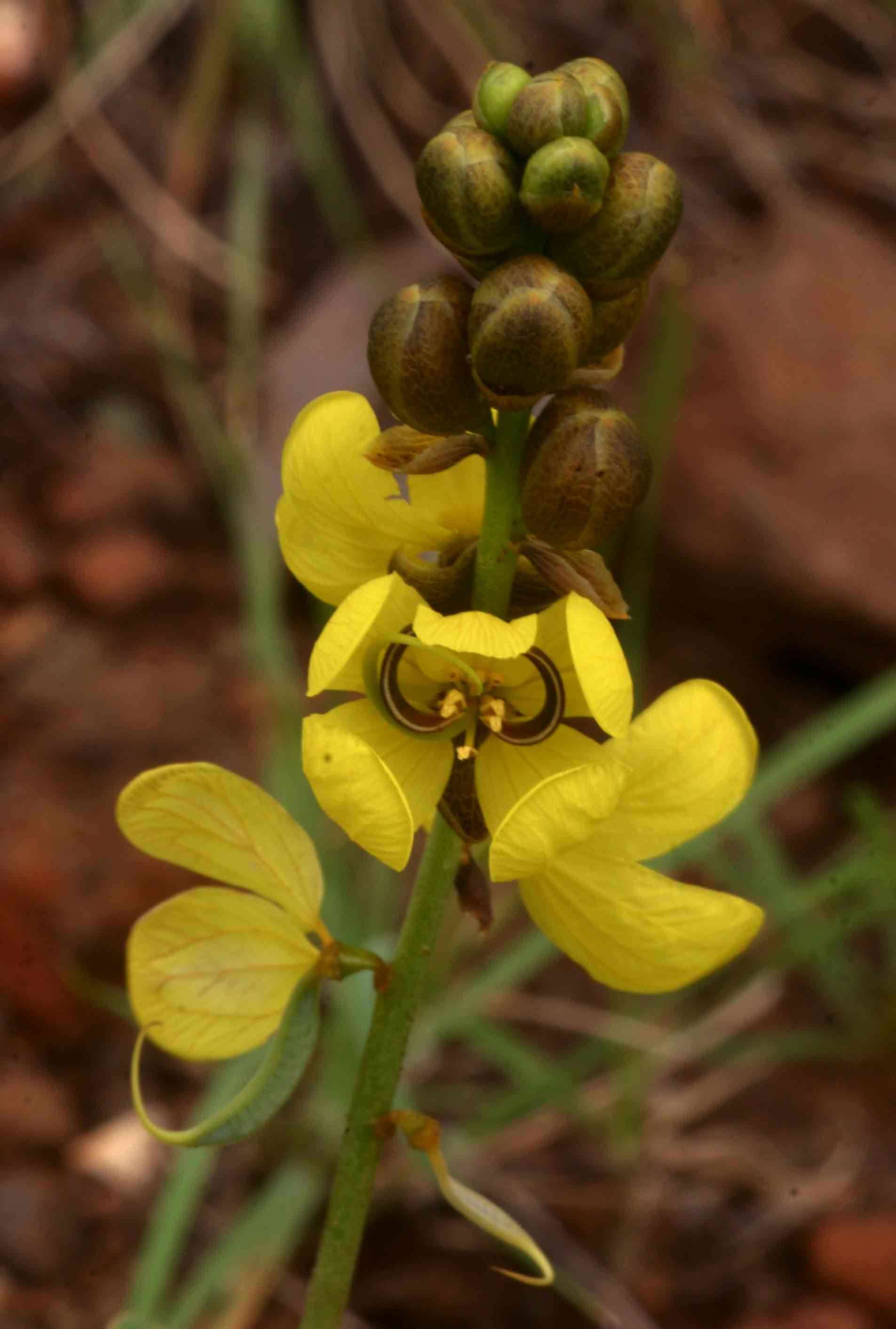 Imagem de Senna italica Mill.