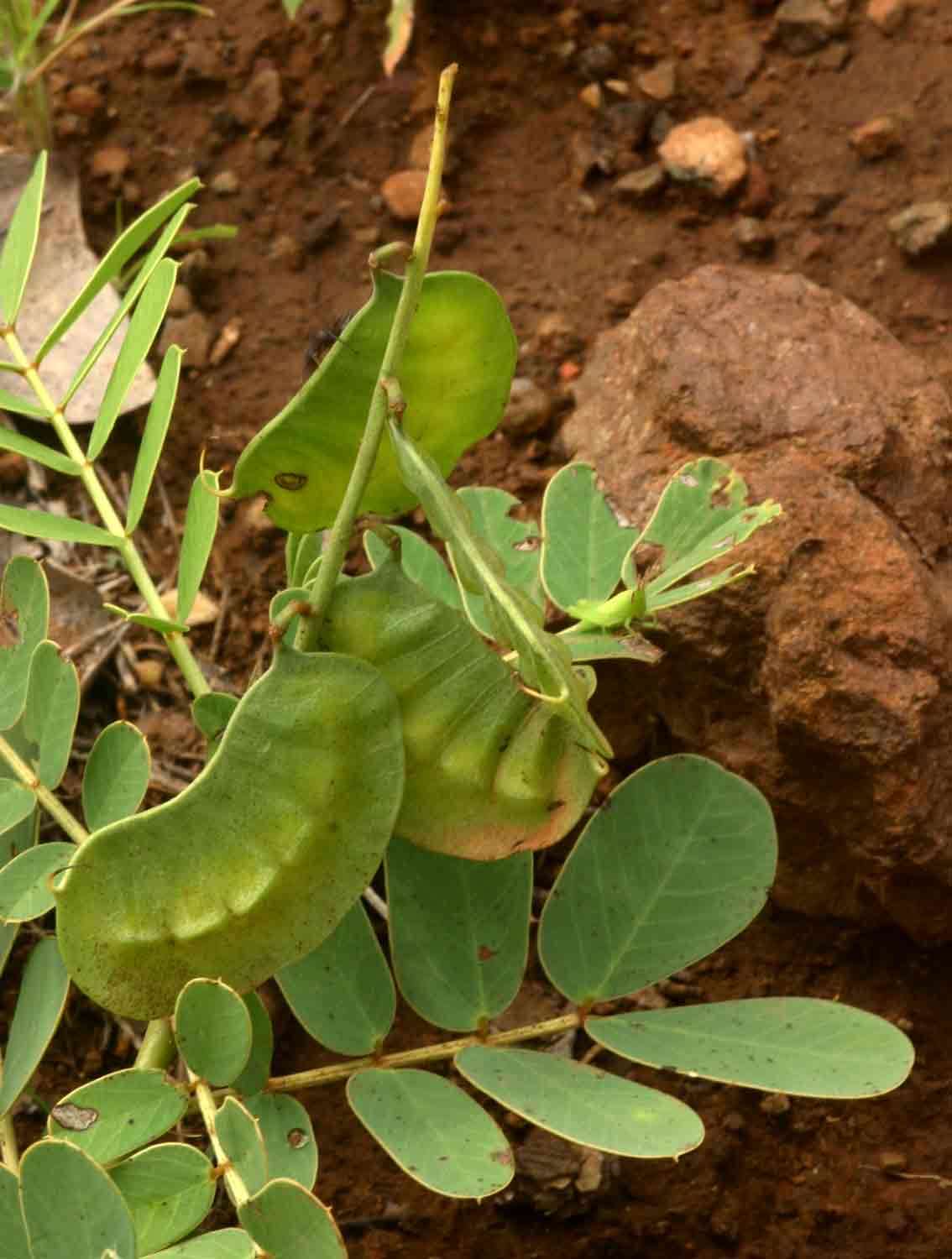 Imagem de Senna italica Mill.