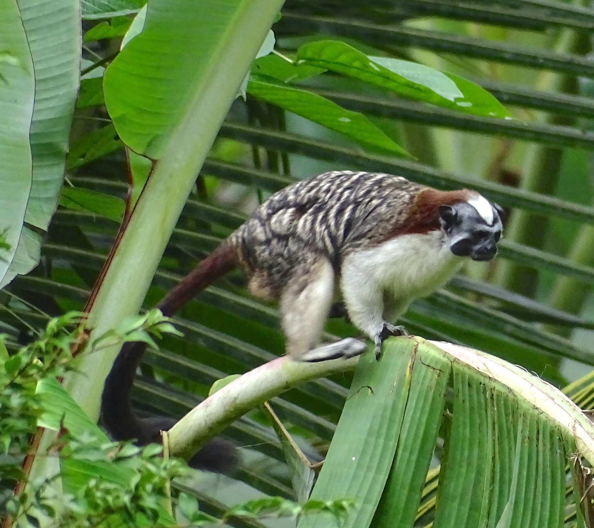 Image de Tamarin de Geoffroy