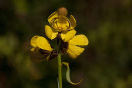 Image of Port Royal senna