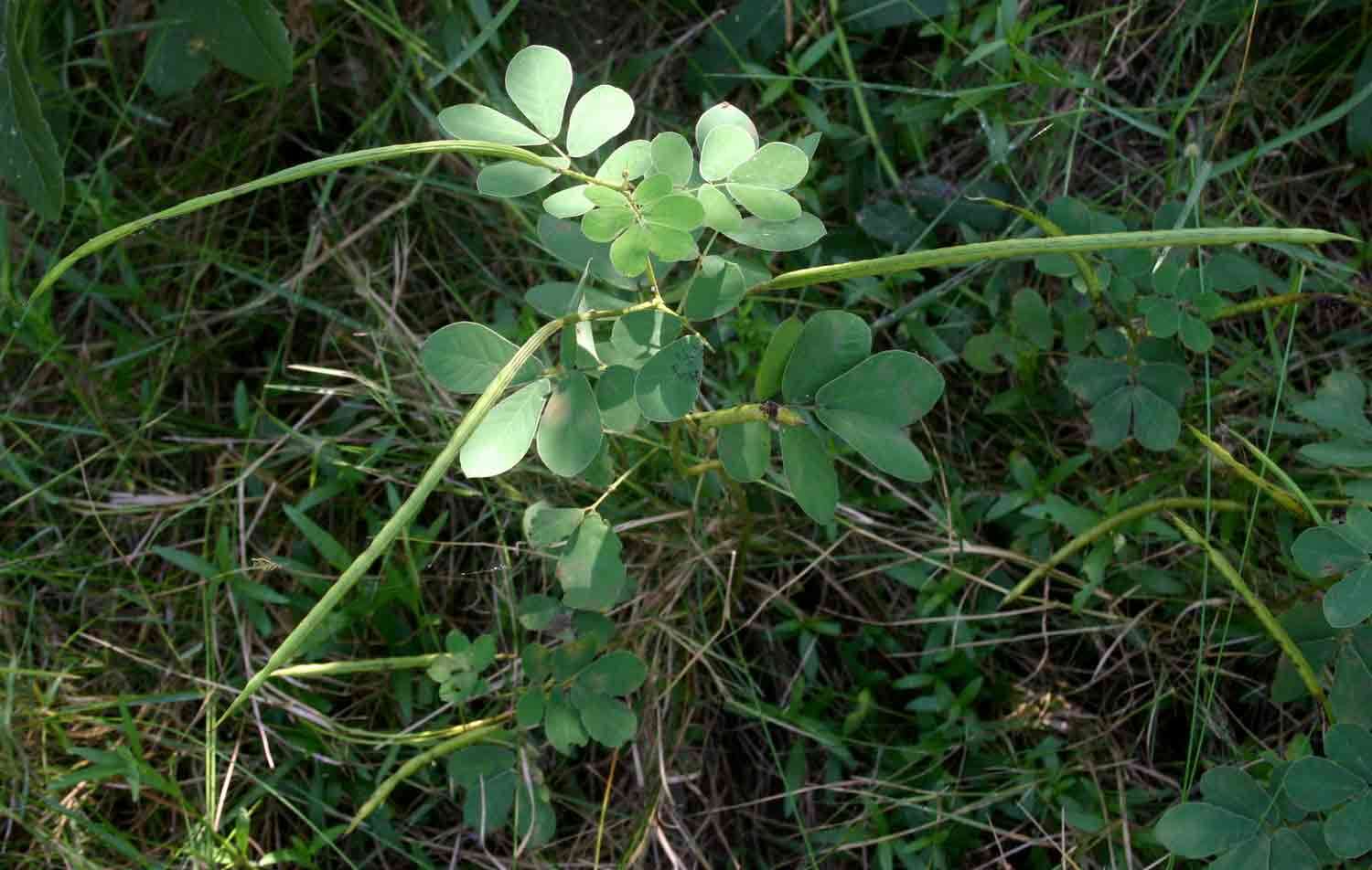 Imagem de Senna obtusifolia (L.) H. S. Irwin & Barneby