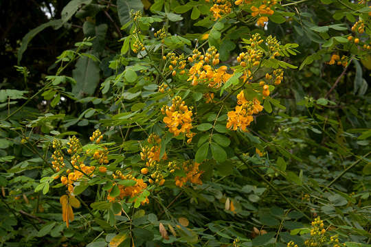 Image de Senna pendula (Willd.) H. S. Irwin & Barneby