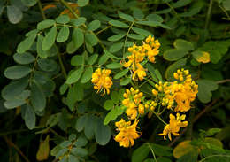 Senna pendula (Willd.) H. S. Irwin & Barneby resmi