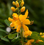 Senna pendula (Willd.) H. S. Irwin & Barneby resmi