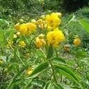 Senna septemtrionalis (Viv.) H. S. Irwin & Barneby resmi